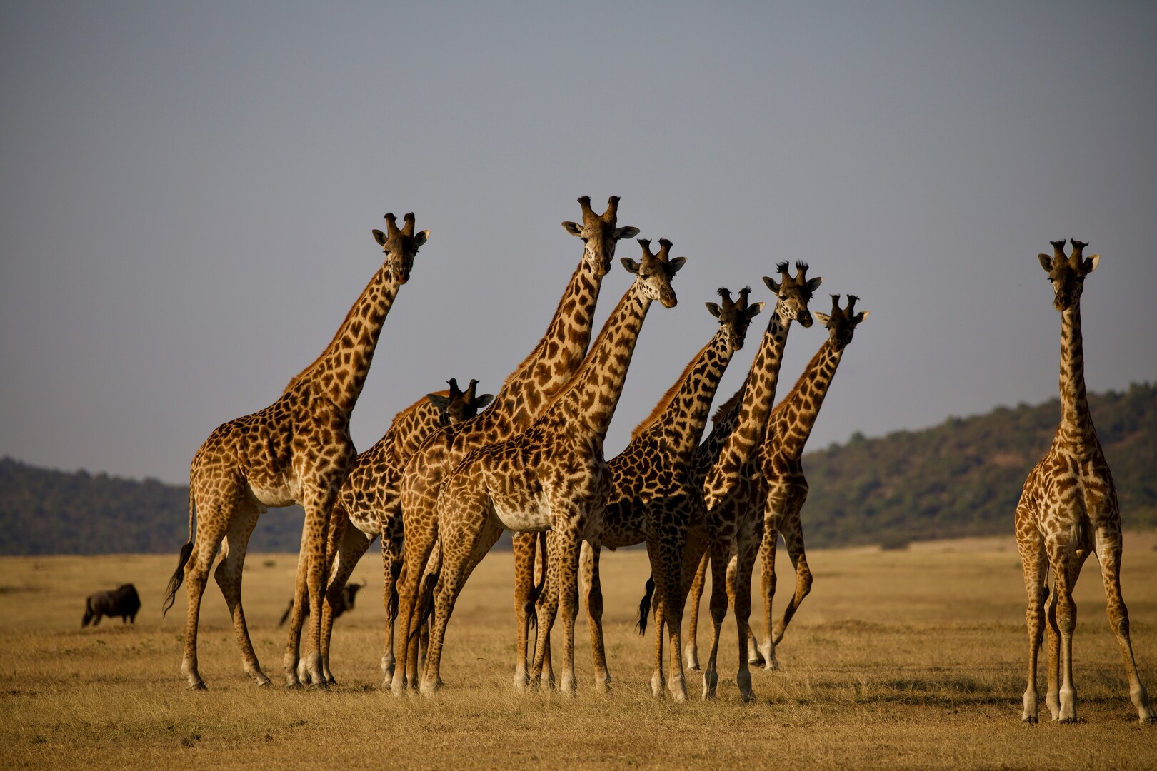 tanzania-magdalena-kula-manchee-gYURRvBM5JQ-unsplash