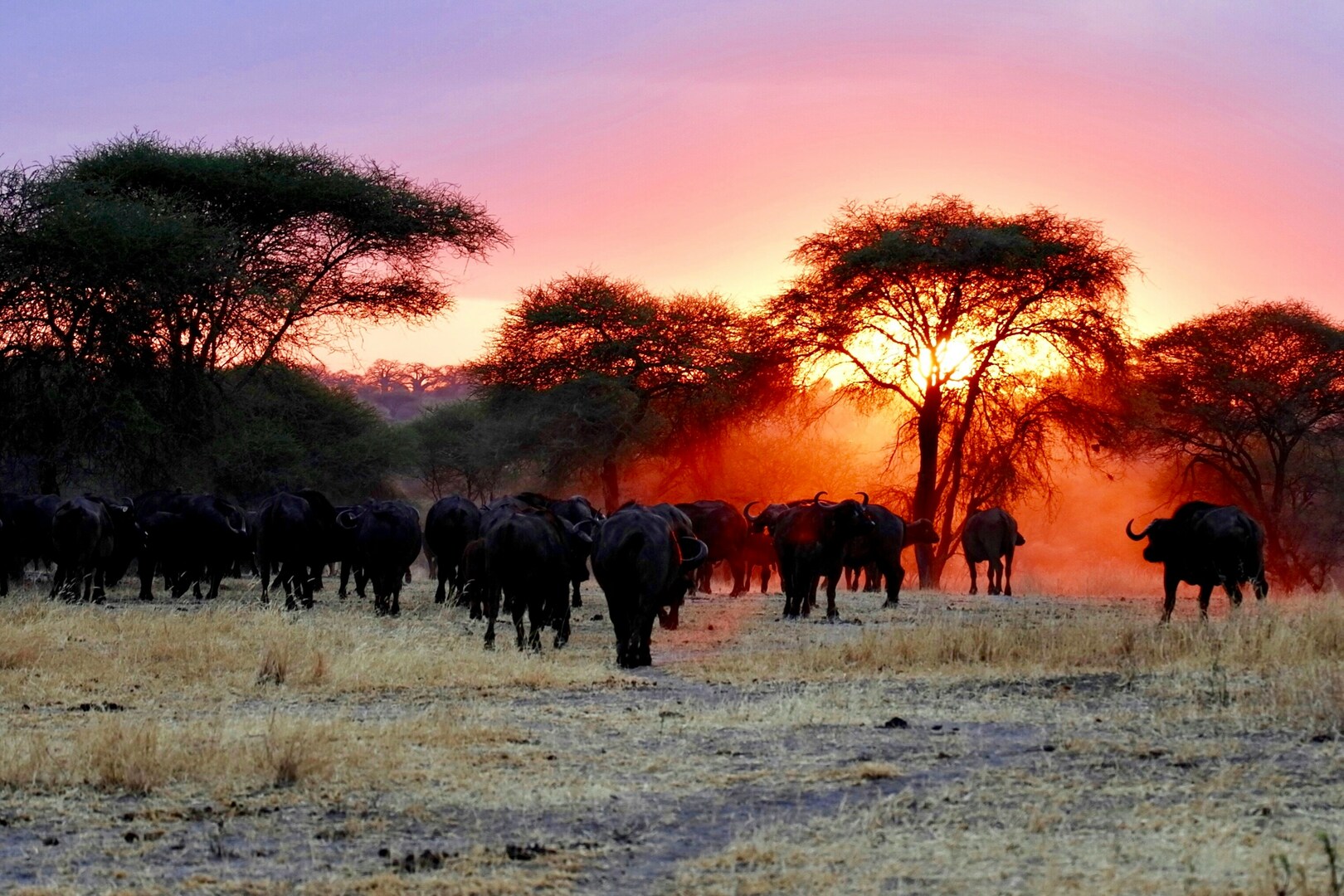 tanzania-ray-rui-0mqrqbwjKc4-unsplash